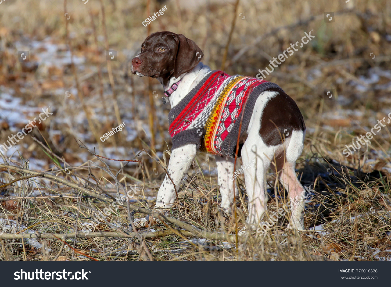 sweaters for german shorthaired pointers