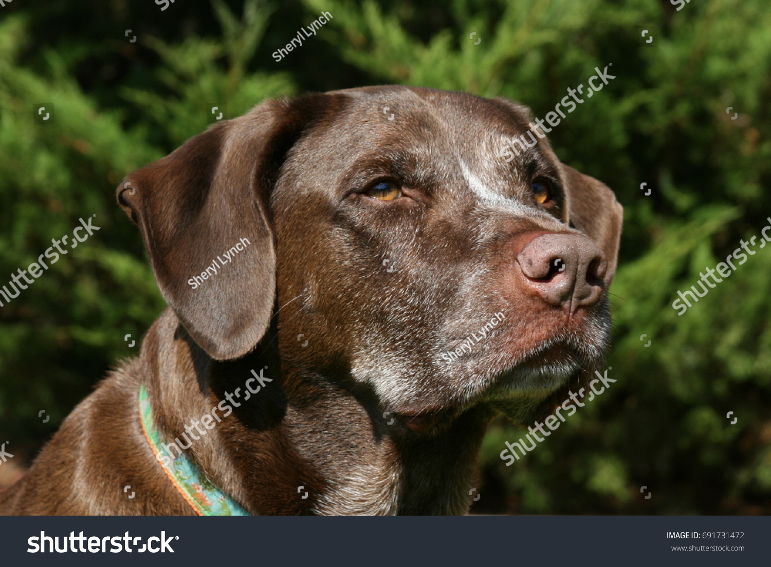 German Shorthaired Pointer Dog Mix Stock Photo Edit Now 691731472