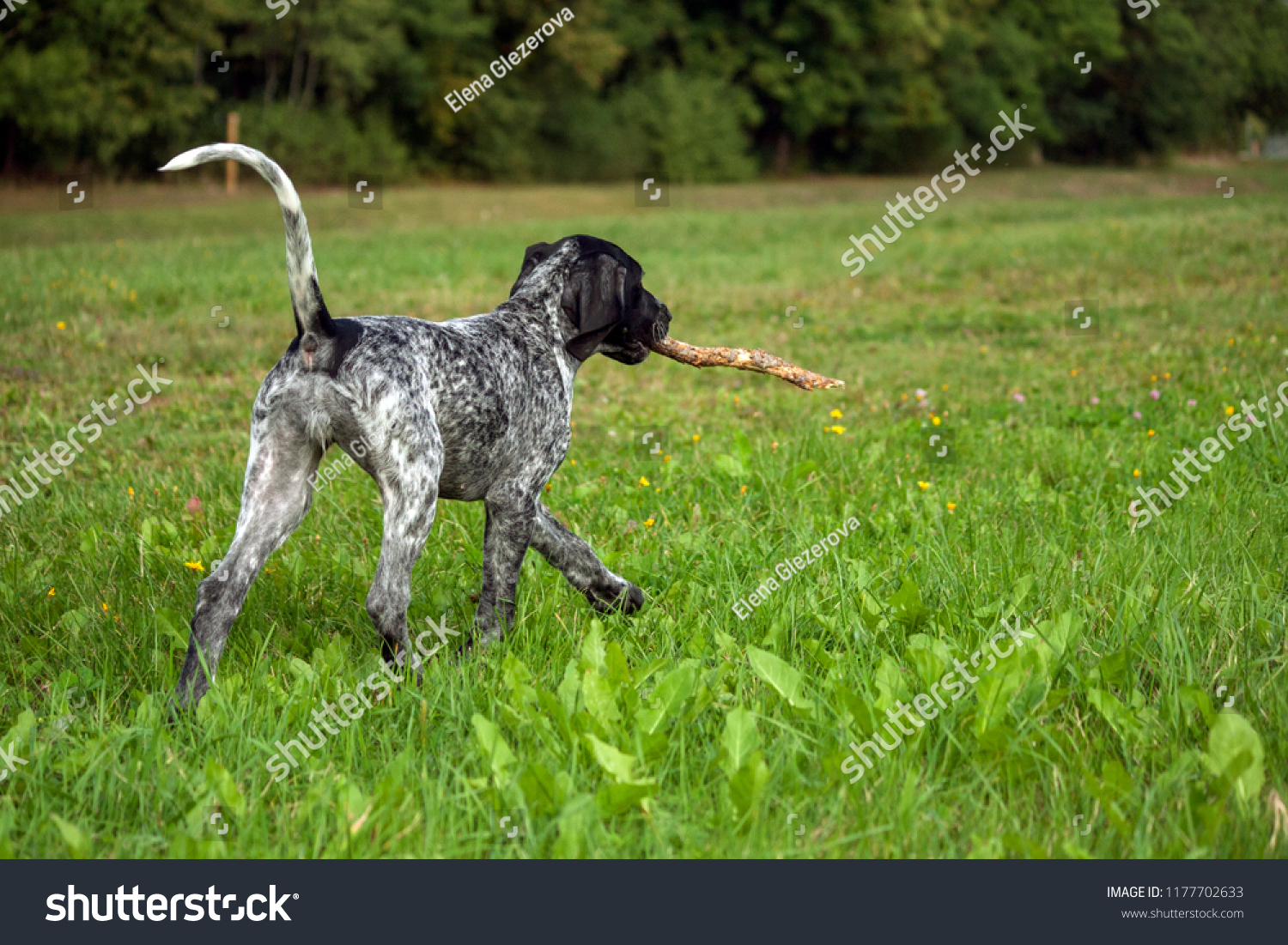 German Shorthaired Pointer German Kurtshaar One Stock Photo Edit