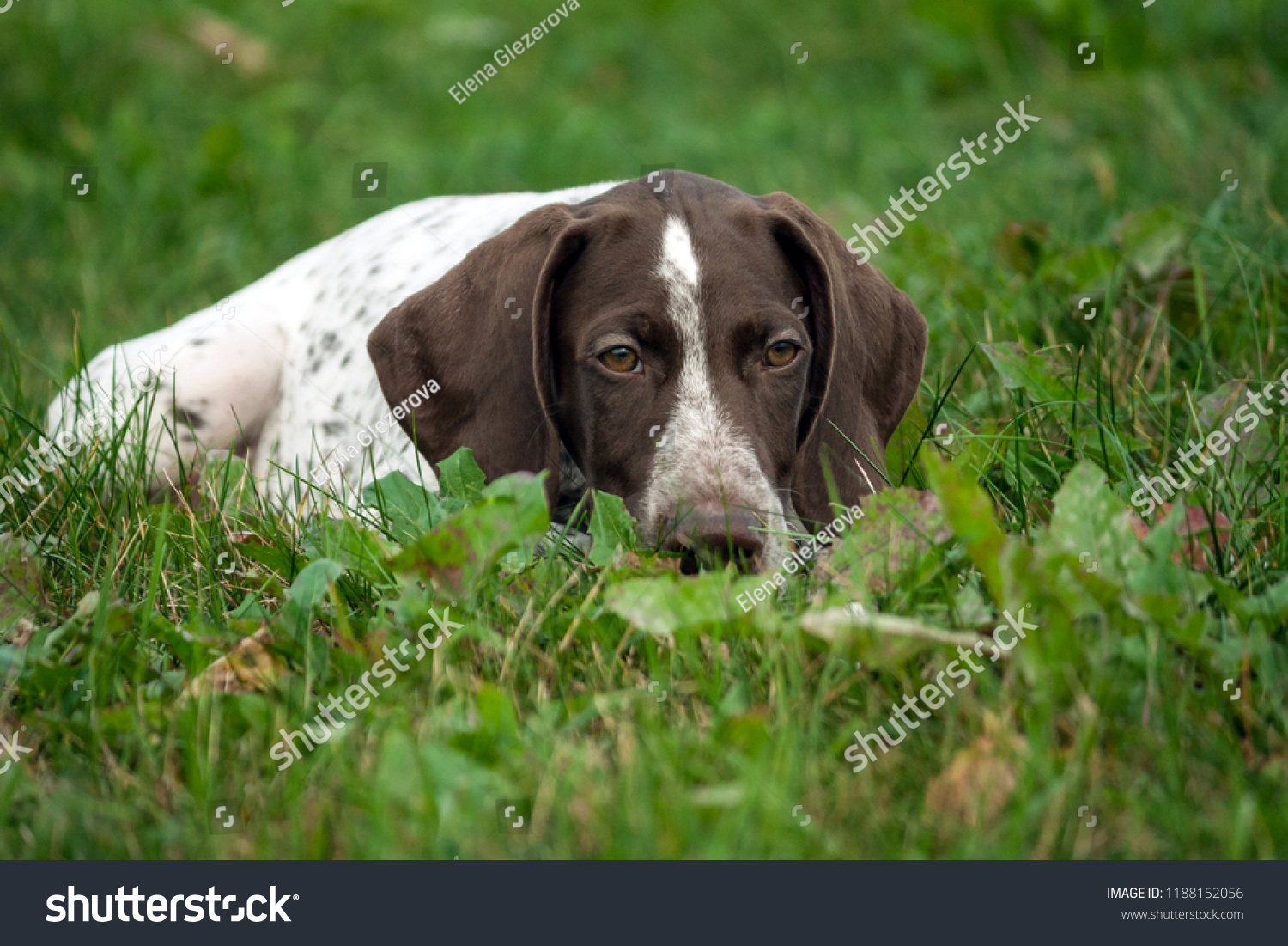 German Shorthaired Pointer German Kurtshaar One Stock Photo Edit