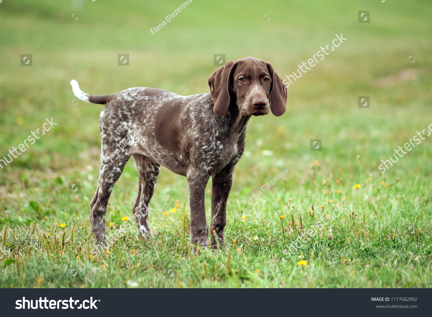 German Shorthaired Pointer German Kurtshaar One Stock Photo Edit