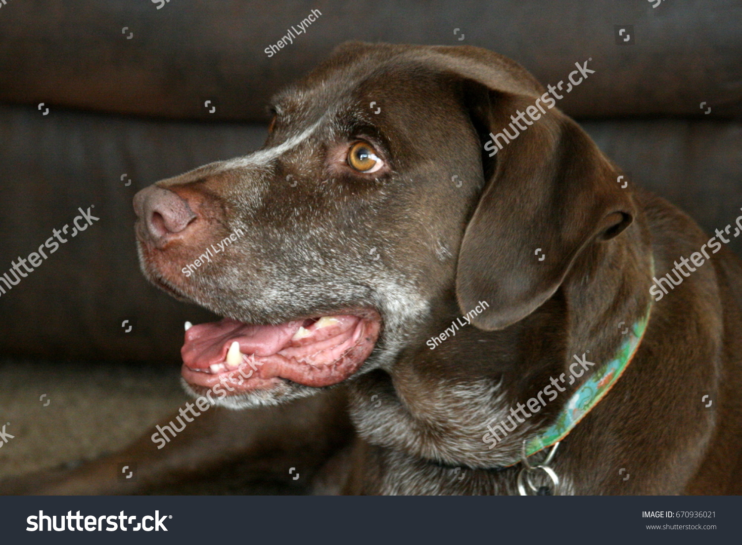 German Shorthaired Pointer Mix Panting Stock Photo Edit Now