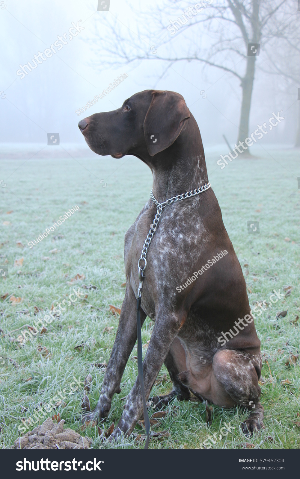German Shorthaired Pointer Two Year Old Stock Photo Edit Now 579462304