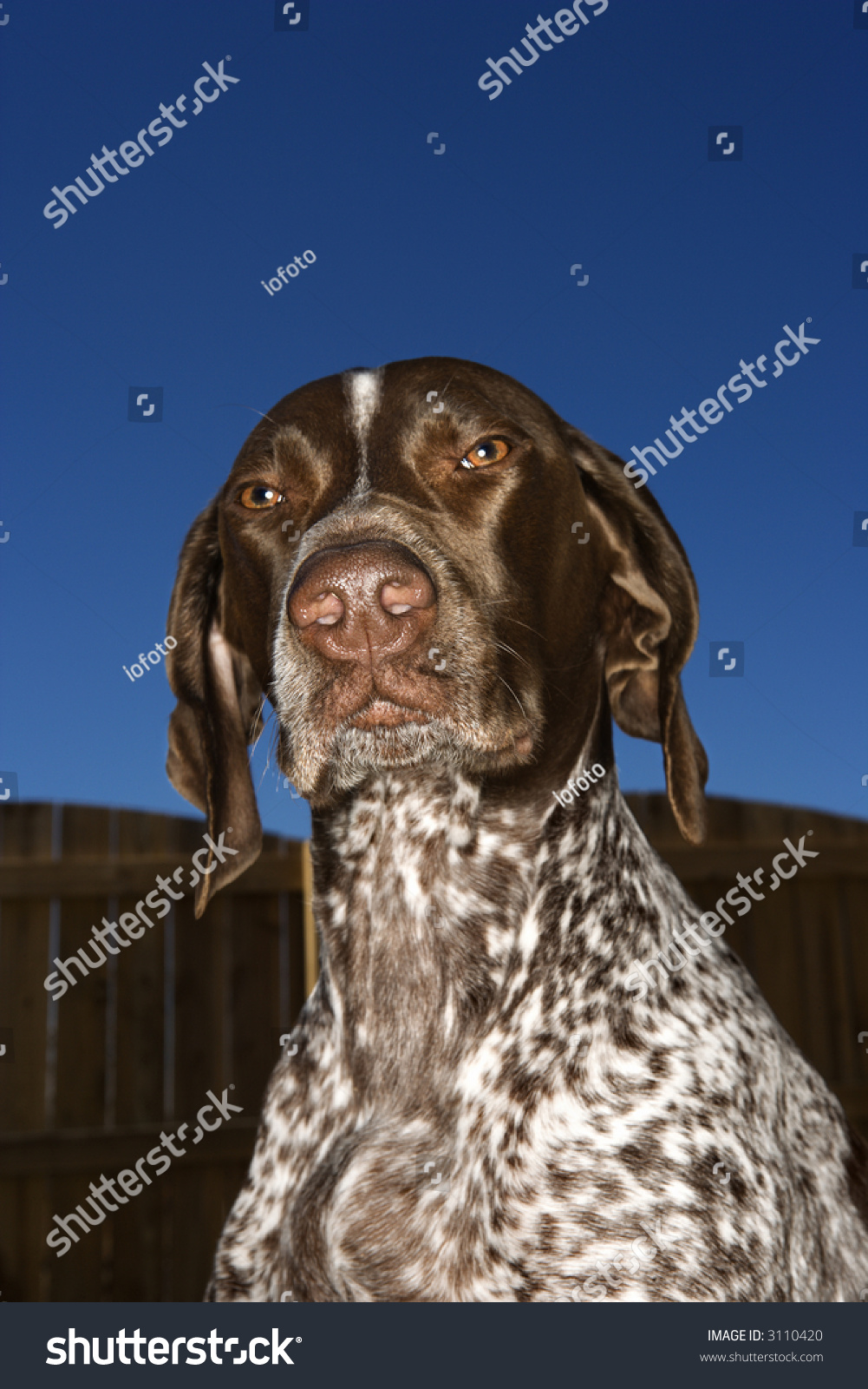 German Shorthaired Pointer Squinty Eyes Against Stock Photo Edit