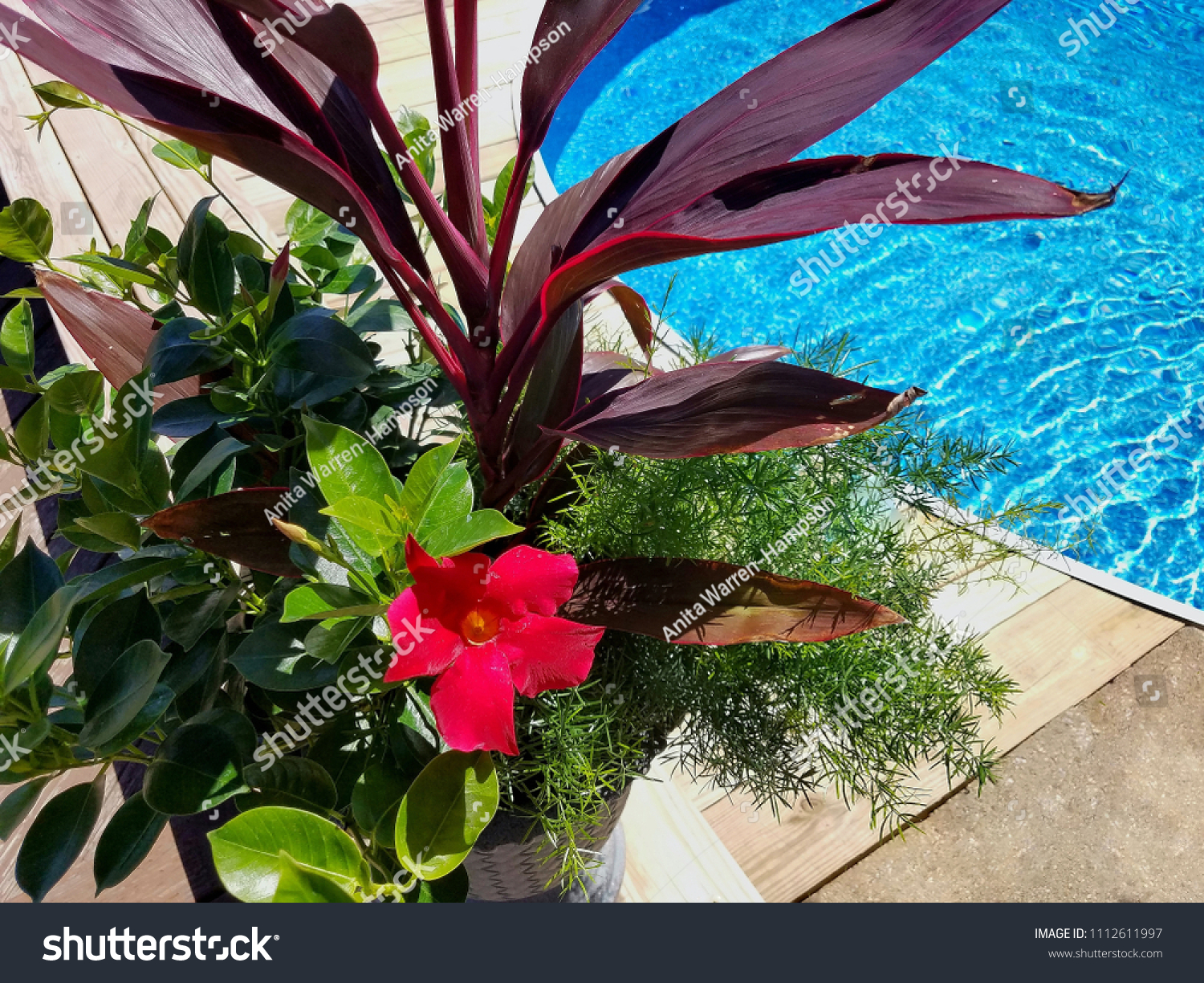 Get Ready Summer Tropical Flowers Blue Stock Photo Edit Now 1112611997