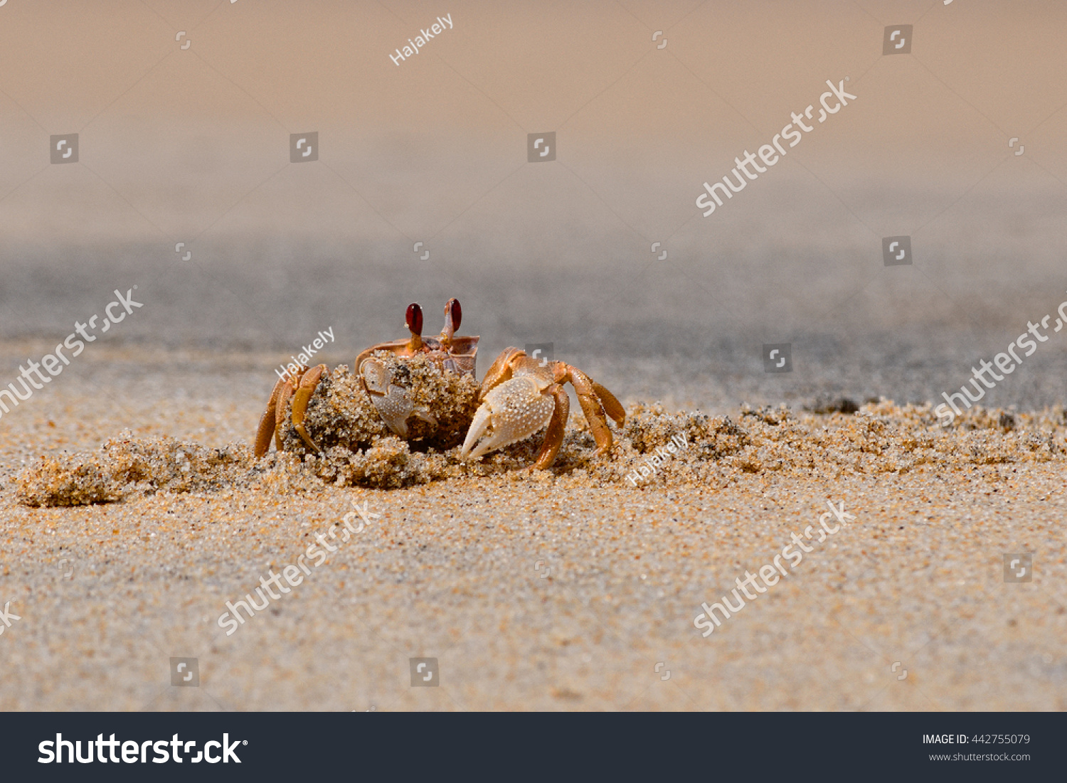 Ghost Crab Ocypode Madagascariensis Digging Burrow Stock Photo ...