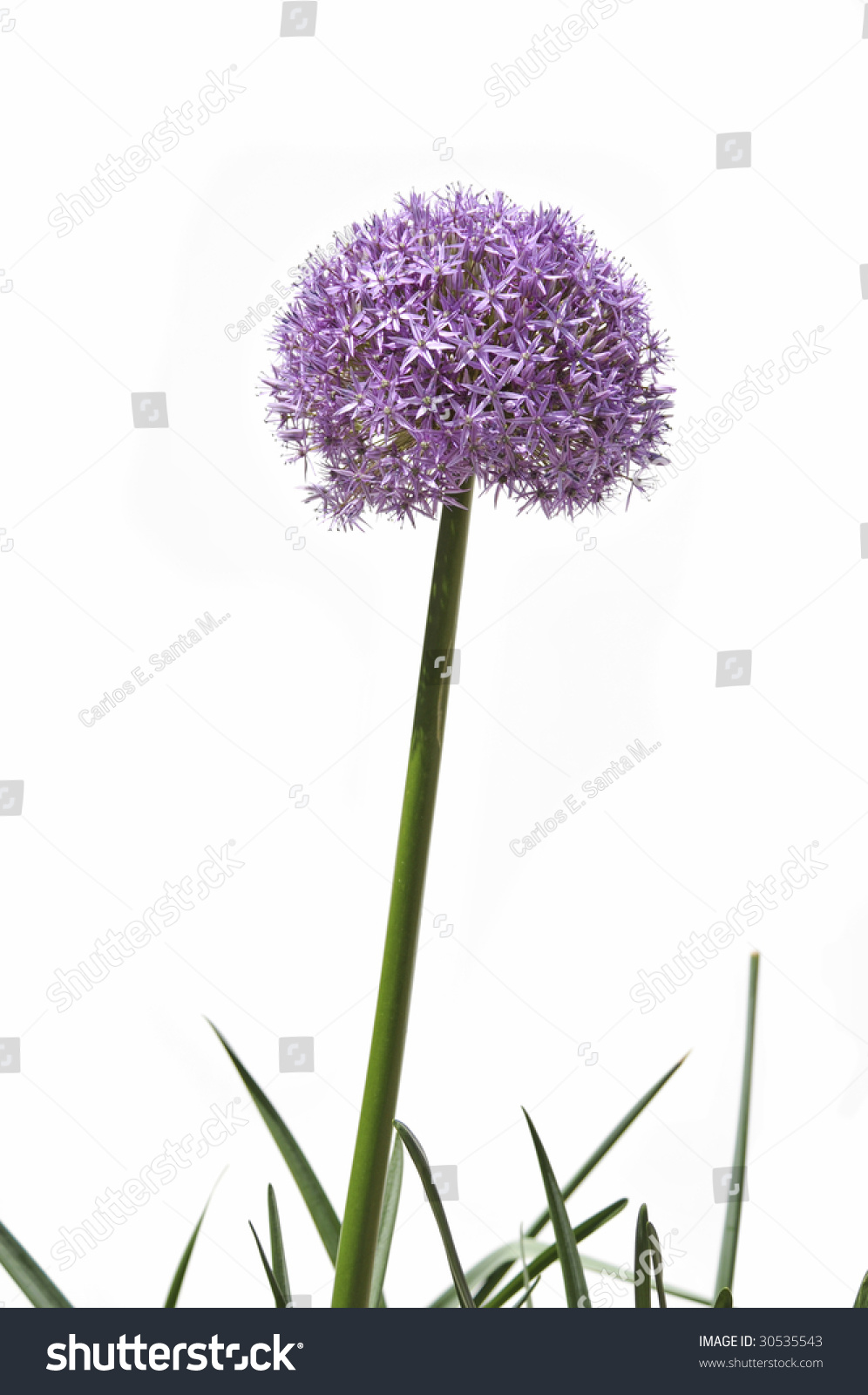 Giant Allium Flower Isolated Over Black Nature Stock Image 30535543