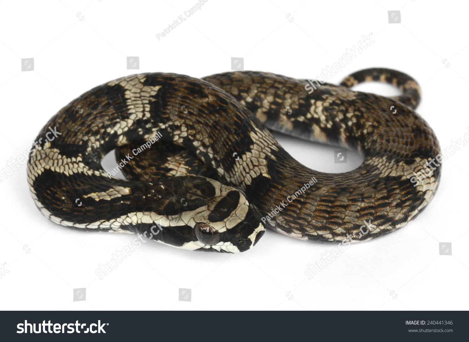 Giant Amazon False Viper Xenodon Severus Stock Photo 240441346 ...