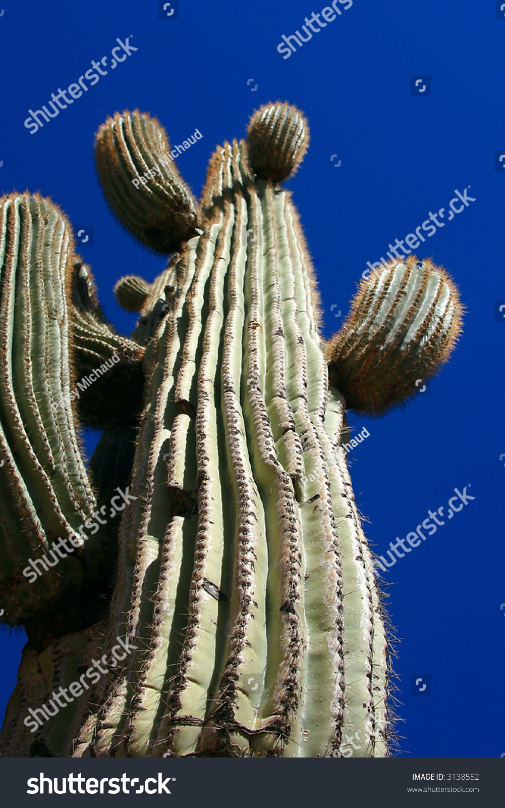 Giant Ancient Saguaro Cactus Found Sonoran Stock Photo (Edit Now) 3138552