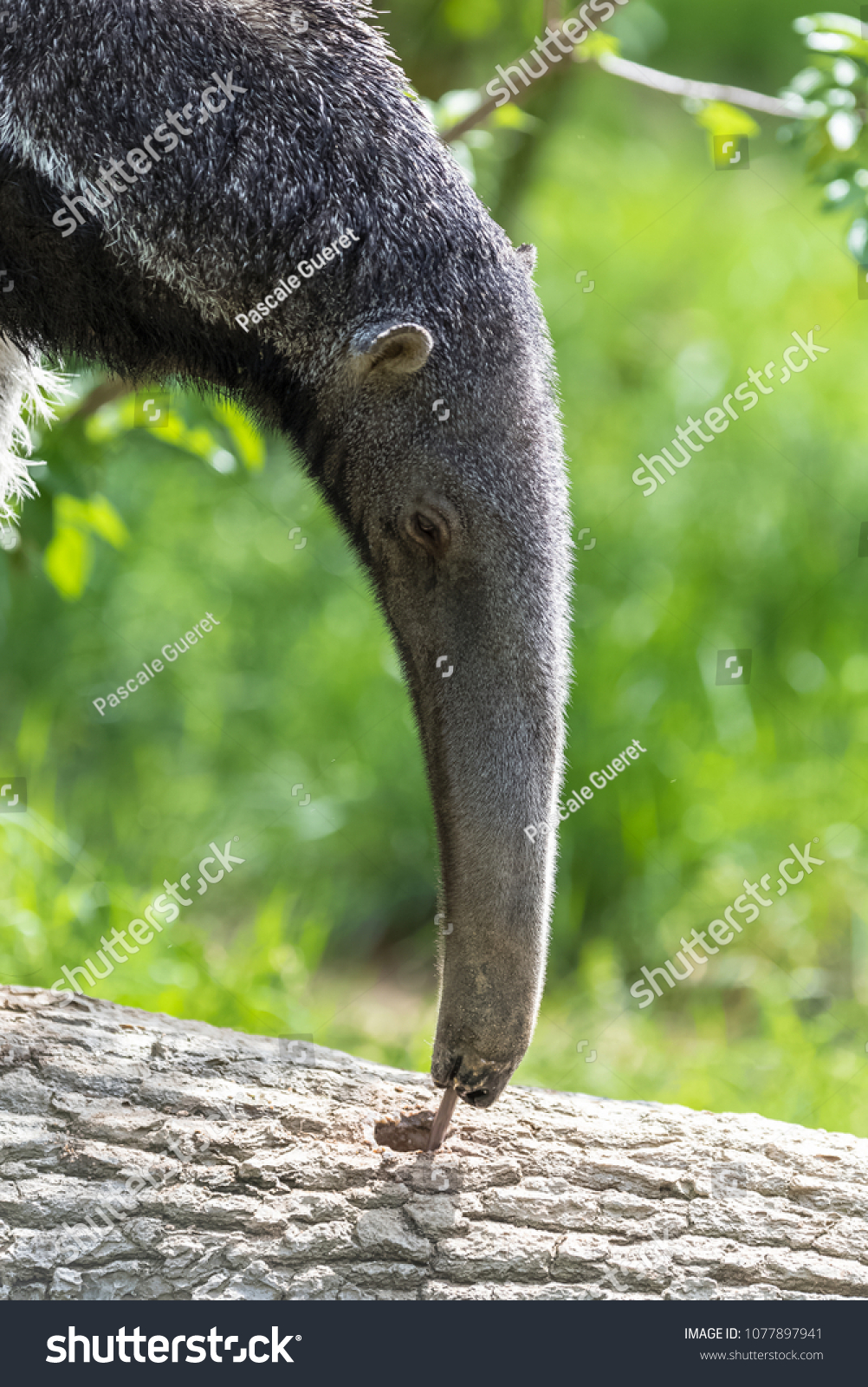 オオアリクイ 木の幹にアリを食べる動物 の写真素材 今すぐ編集