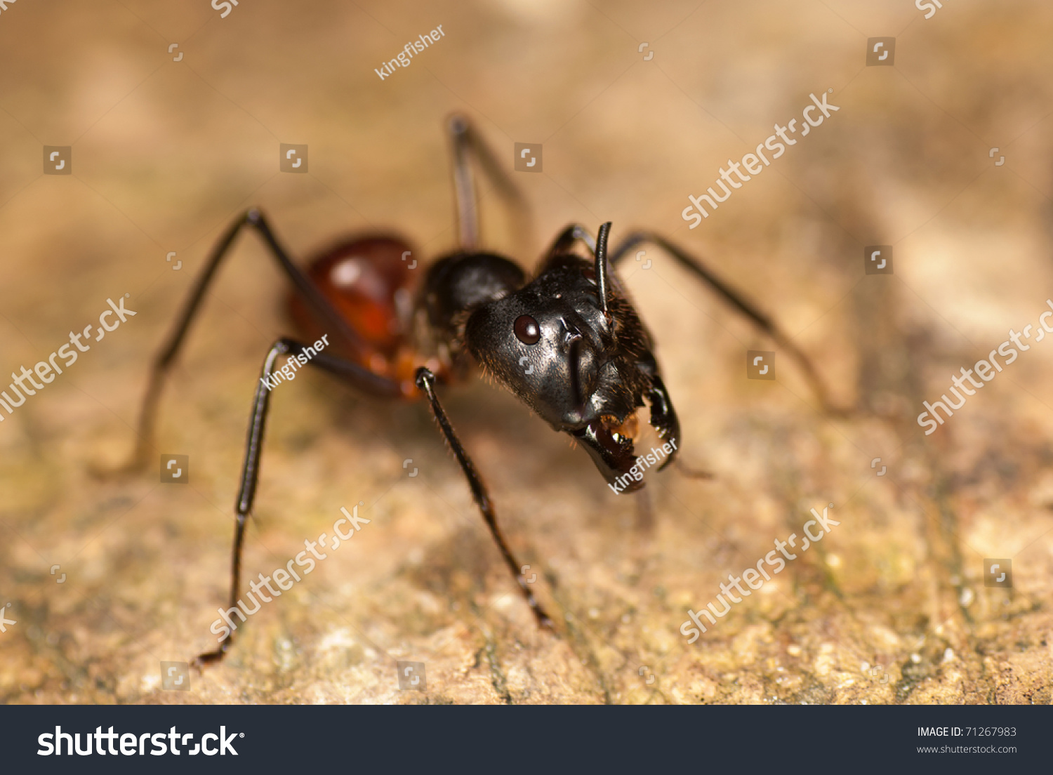 Giant Black Jungle Ant Stock Photo 71267983 : Shutterstock