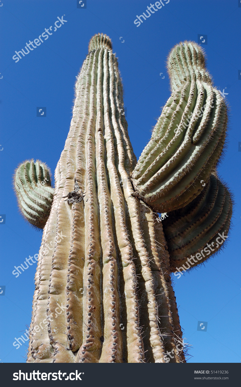 Giant Cactus In Arizona Desert Stock Photo 51419236 : Shutterstock