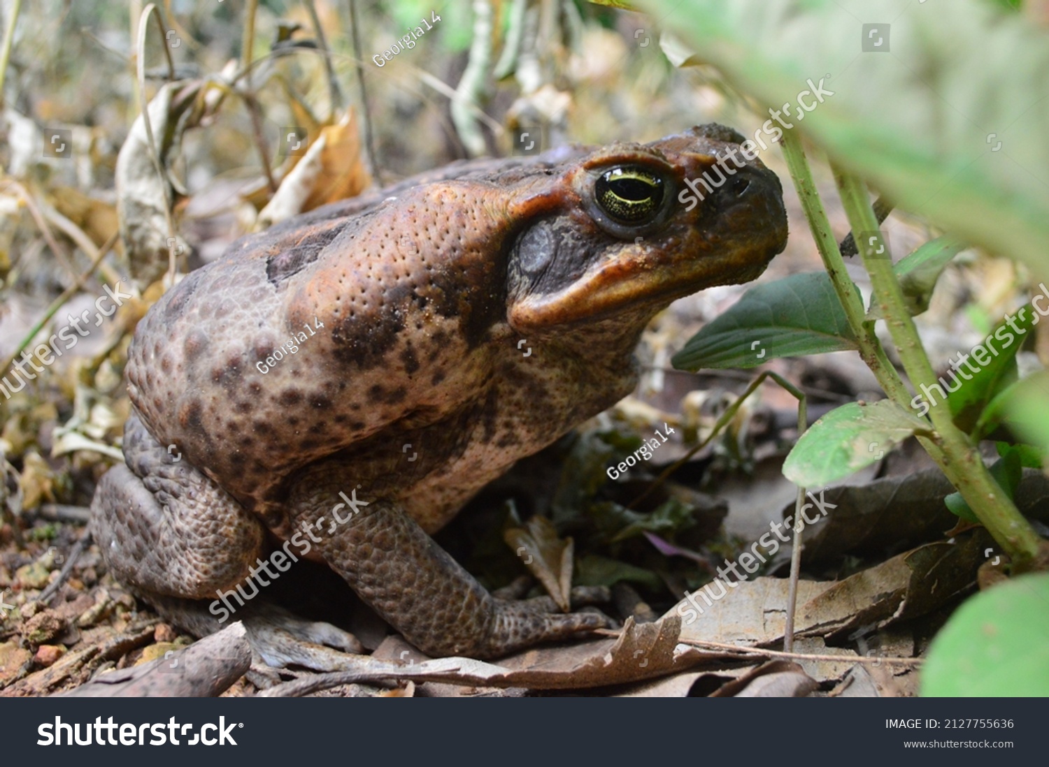 Giant Cane Toad Nature Photo Stock Photo Shutterstock