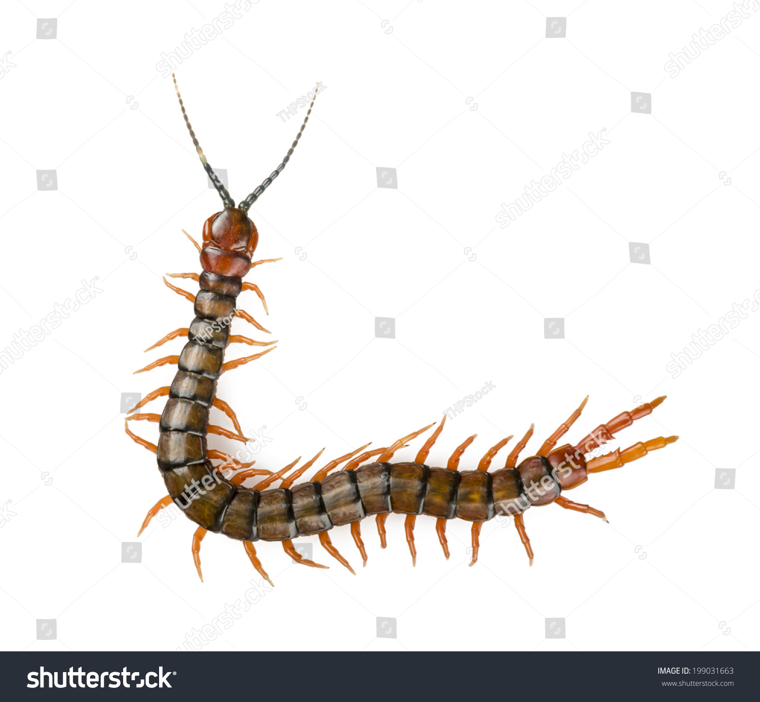 Giant Centipede Ethmostigmus Rubripes Walking Isolated Stock Photo ...