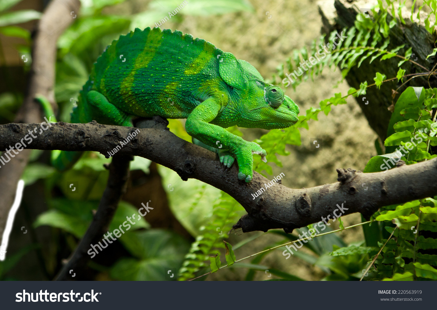 Giant Chameleon, Chamaeleo Melleri With Strong Green Colour Over Branch ...