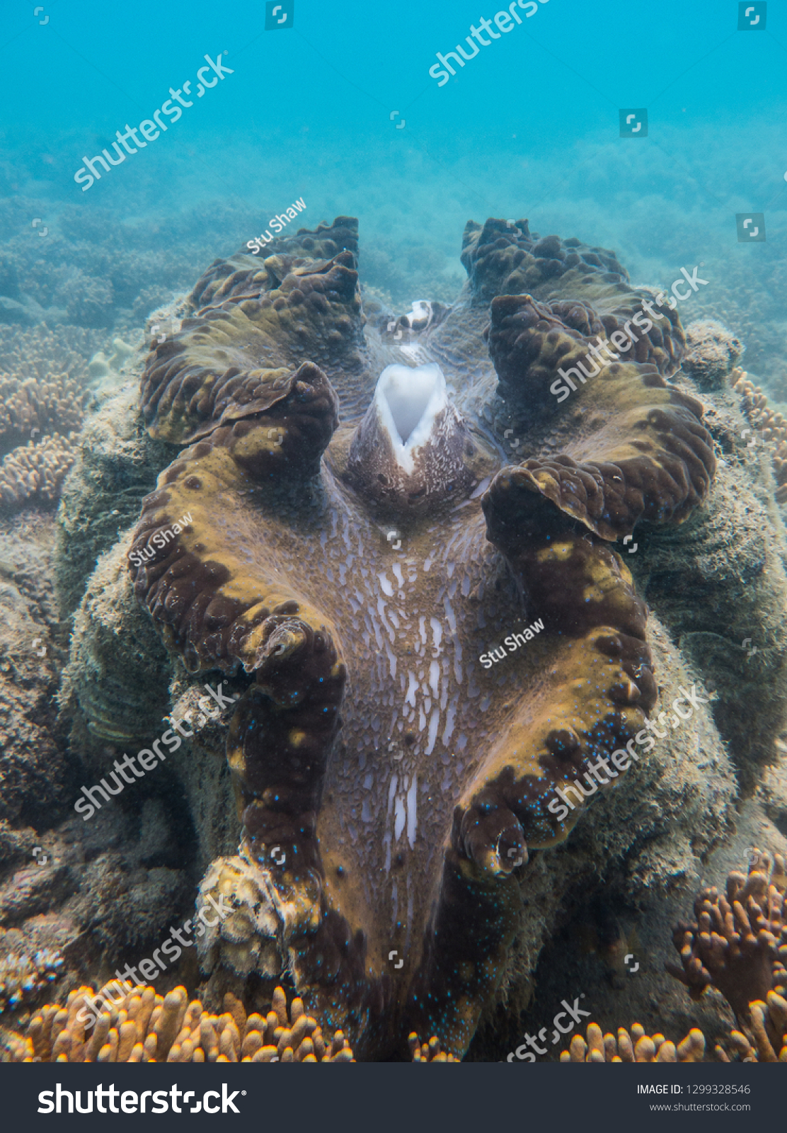 giant eagle clams