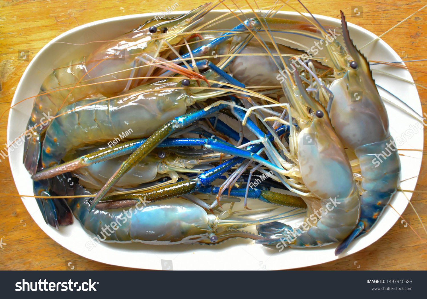 Giant Freshwater Prawn Macrobrachium Rosenbergii Stock Photo Edit Now