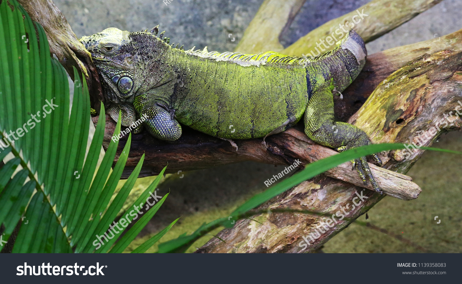 Giant Green Iguana Pet Stock Photo Edit Now 1139358083