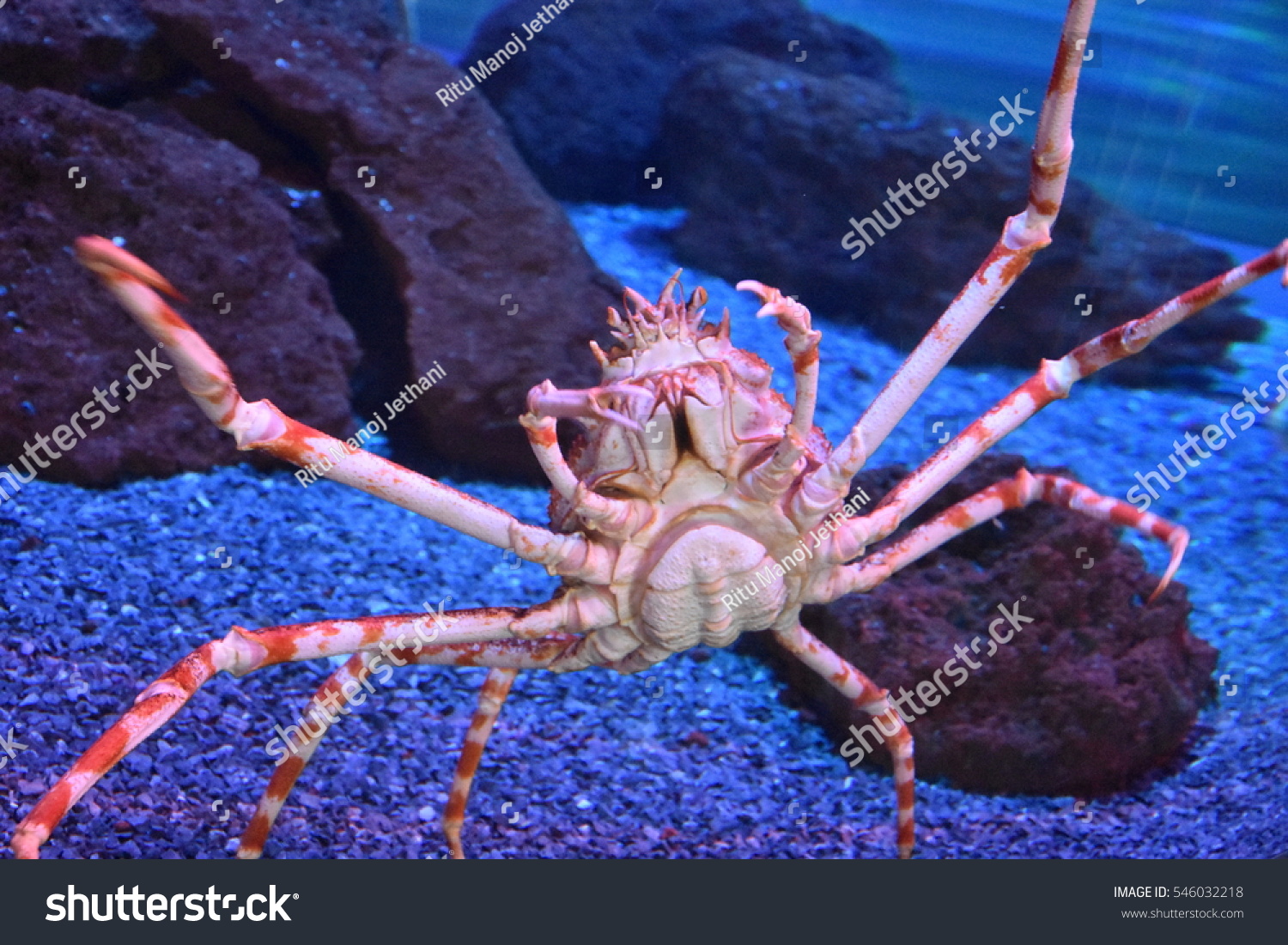 Giant Japanese Spider Crab Stock Photo 546032218 : Shutterstock