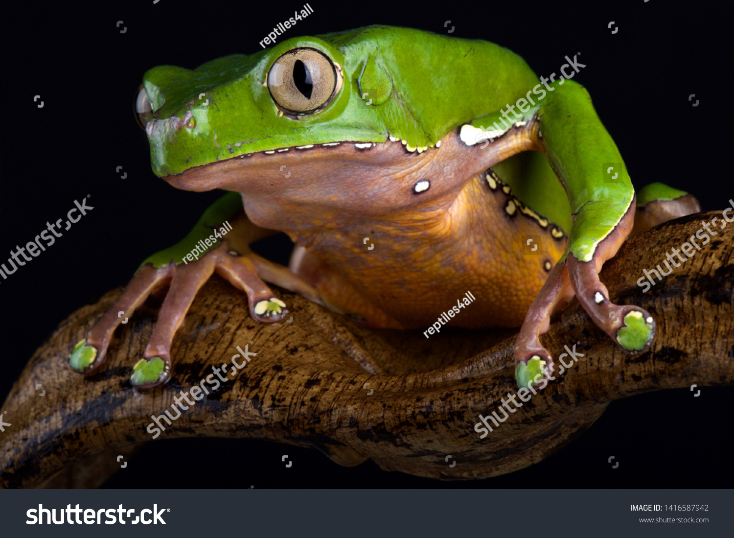 Frog stock