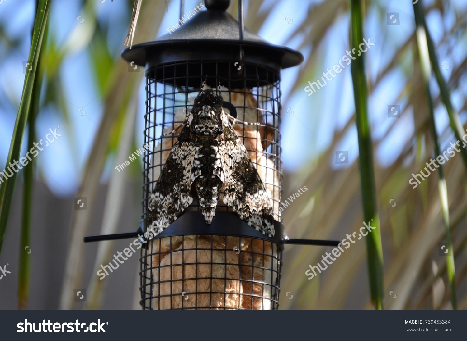 Giant Moth On Bird Feeder Arizona Stock Photo Edit Now 739453384