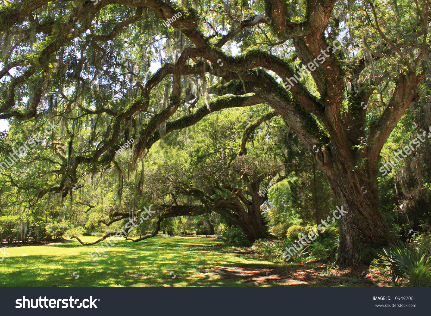 Giant Oak Tree'S Located At Magnolia Gardens, South Carolina. Stock ...