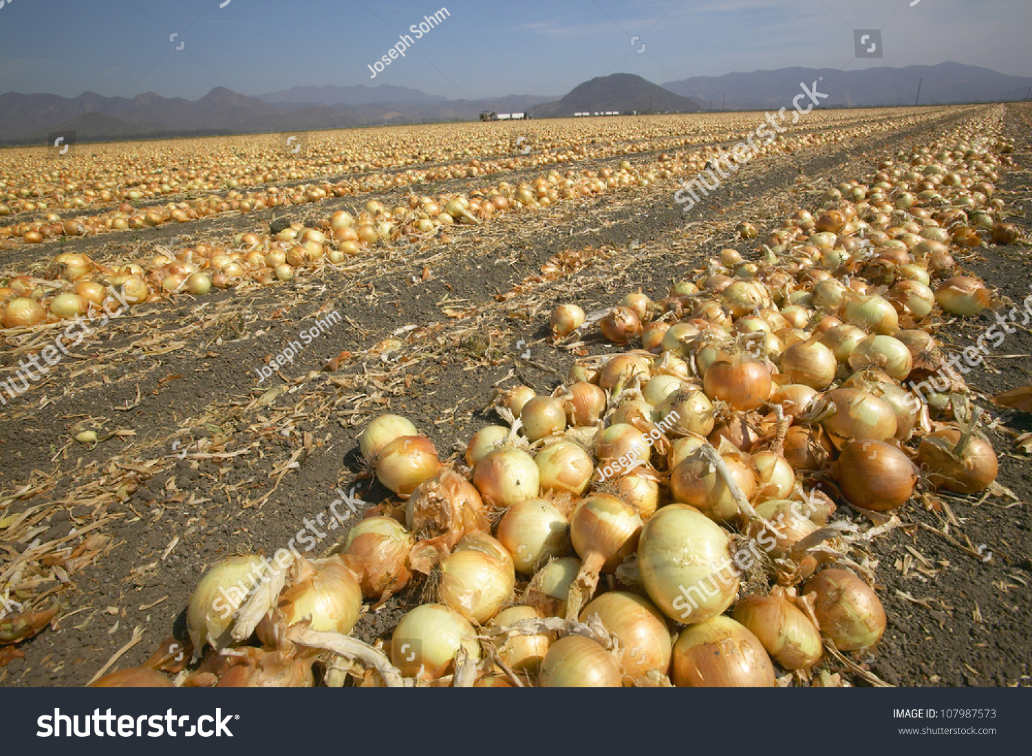 Giant Onion Field Oxnard California Stock Photo 107987573 Shutterstock