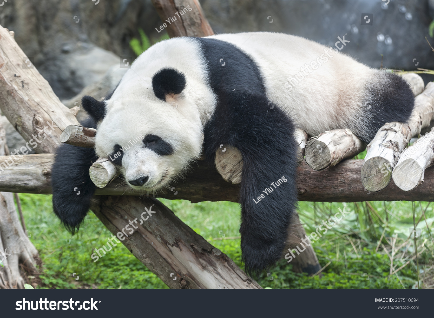 Giant Panda Bear Sleeping Stock Photo (Edit Now) 207510694