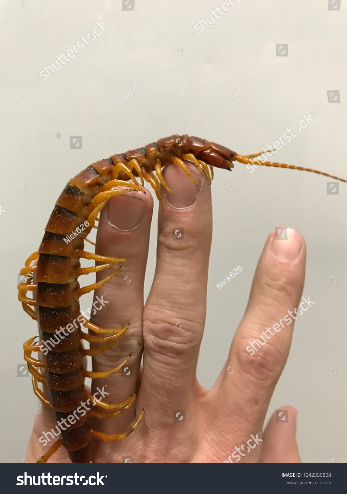 Giant Peruvian Centipede Stock Photo (Edit Now) 1242330808