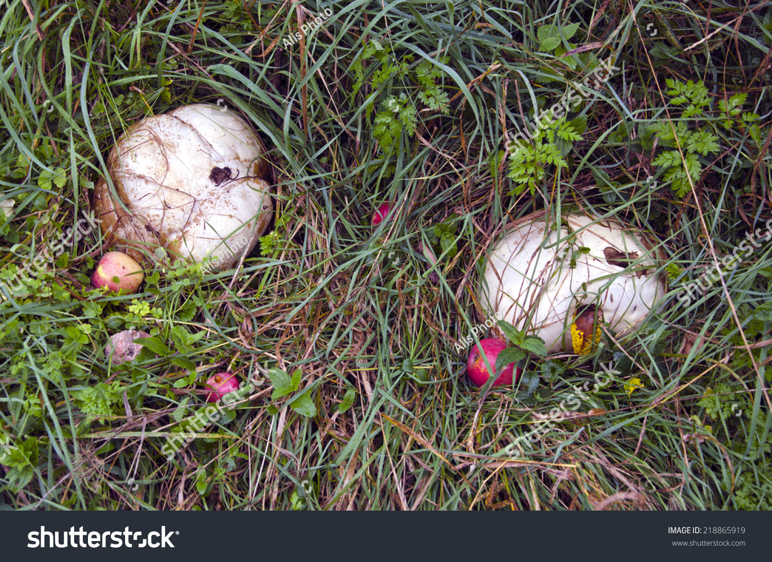 Giant Puffball Mushrooms Langermannia Gigantea Apples Stock Image