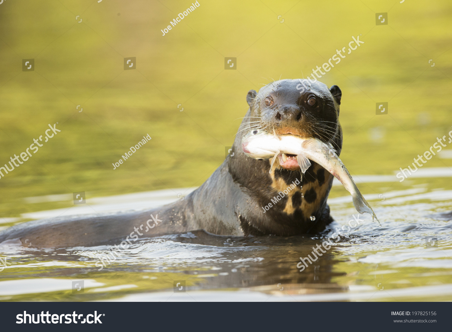 Giant River Otter Pteronura Brasiliensis Eating Stock Photo 197825156 ...