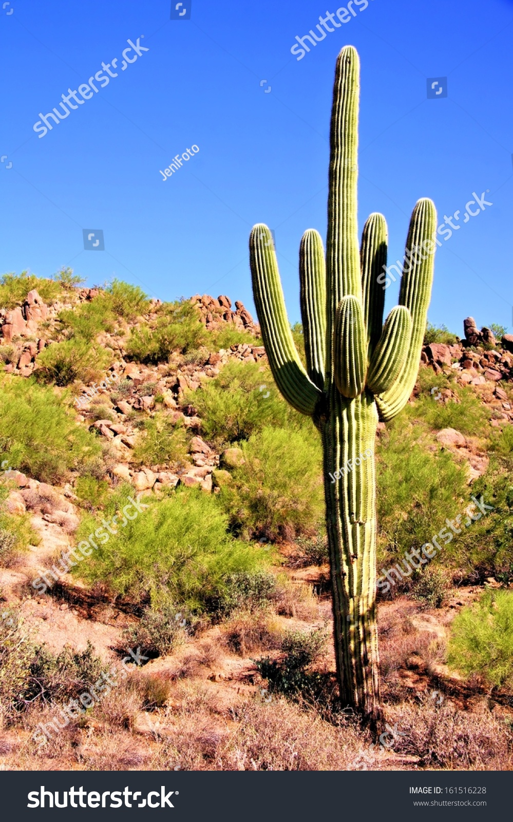 Giant Saguaro Cactus In The Arizona Desert Stock Photo 161516228 ...