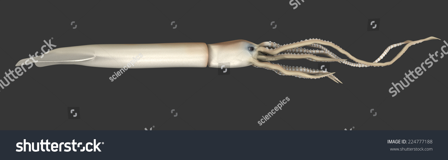 172 Angry giant squid Images, Stock Photos & Vectors | Shutterstock