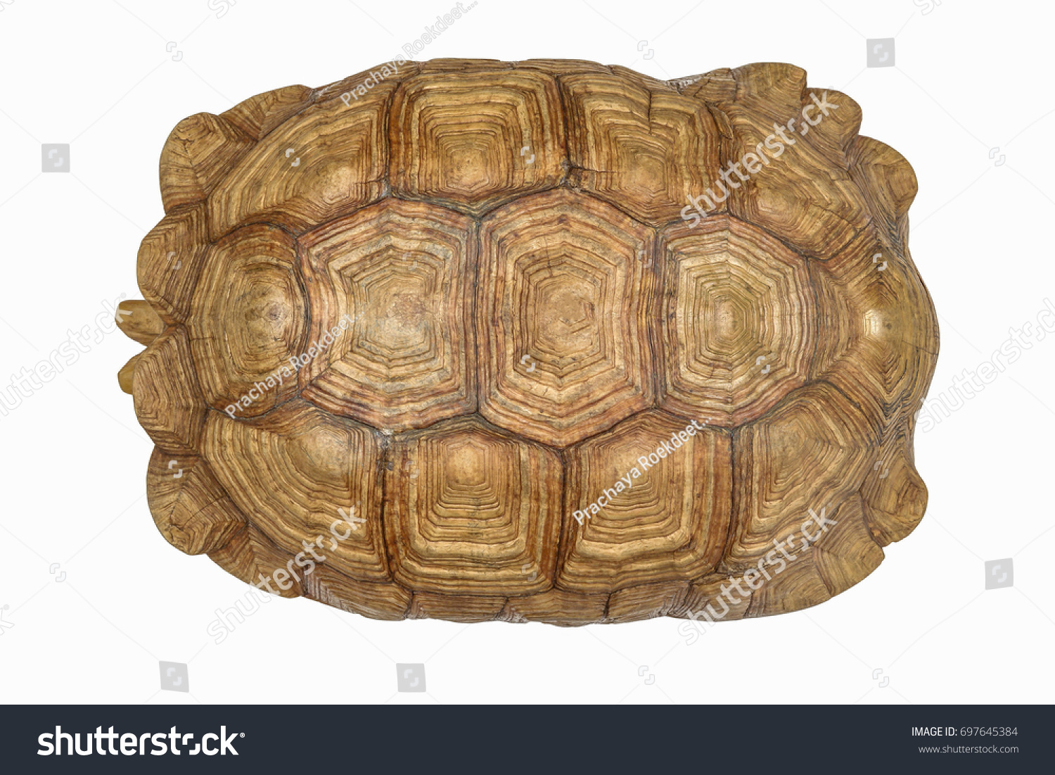 Giant Tortoise Shell Texture Turtle Carapace Stock Photo (Edit Now ...