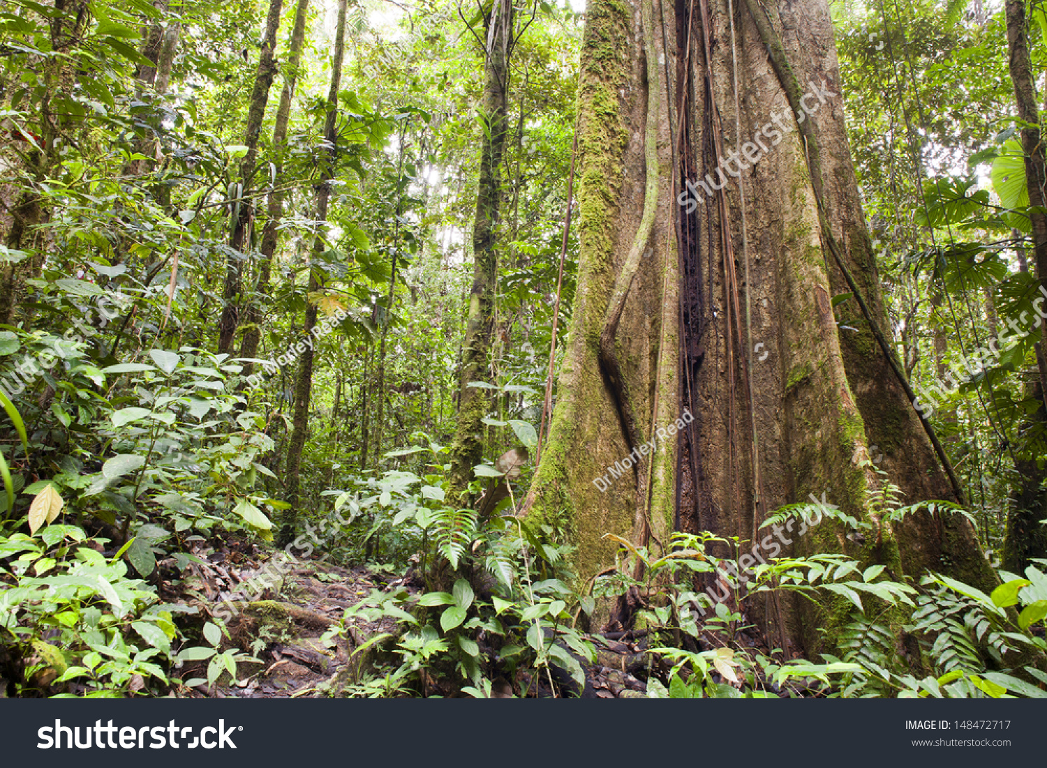 Giant Tree Buttress Roots Primary Tropical Stock Photo 148472717 ...