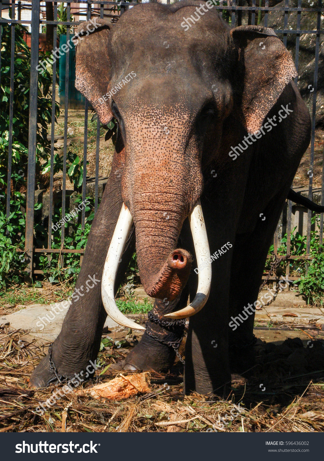 Giant Tusker Elephant Elephas Maximus Sri Stock Photo 596436002