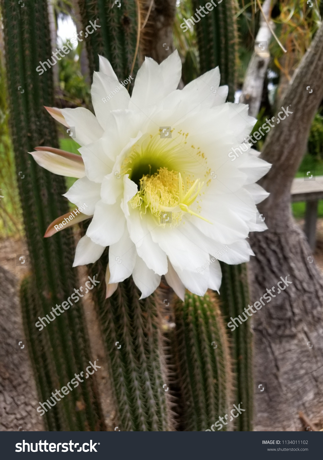 Giant White San Pedro Cactus Flower Stock Photo Edit Now 1134011102