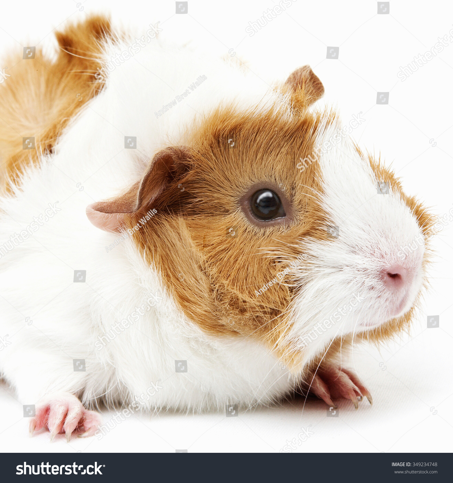 ginger and white guinea pig