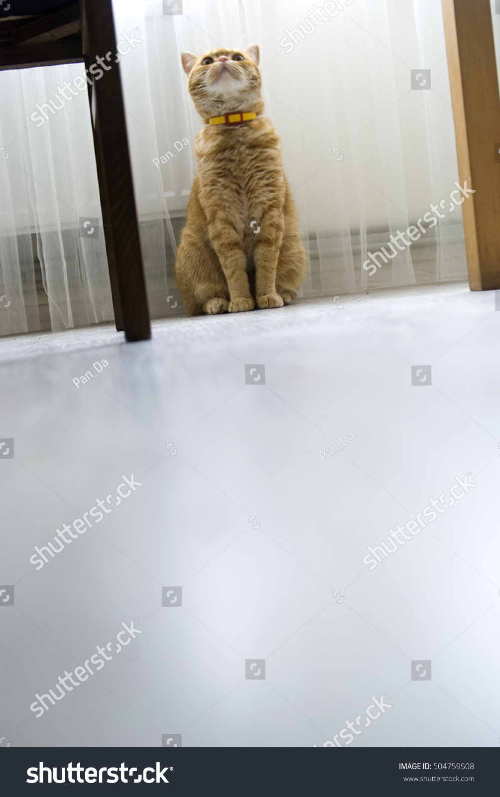 Ginger Cat Breeds Scottish Straight Played Stock Photo Edit Now