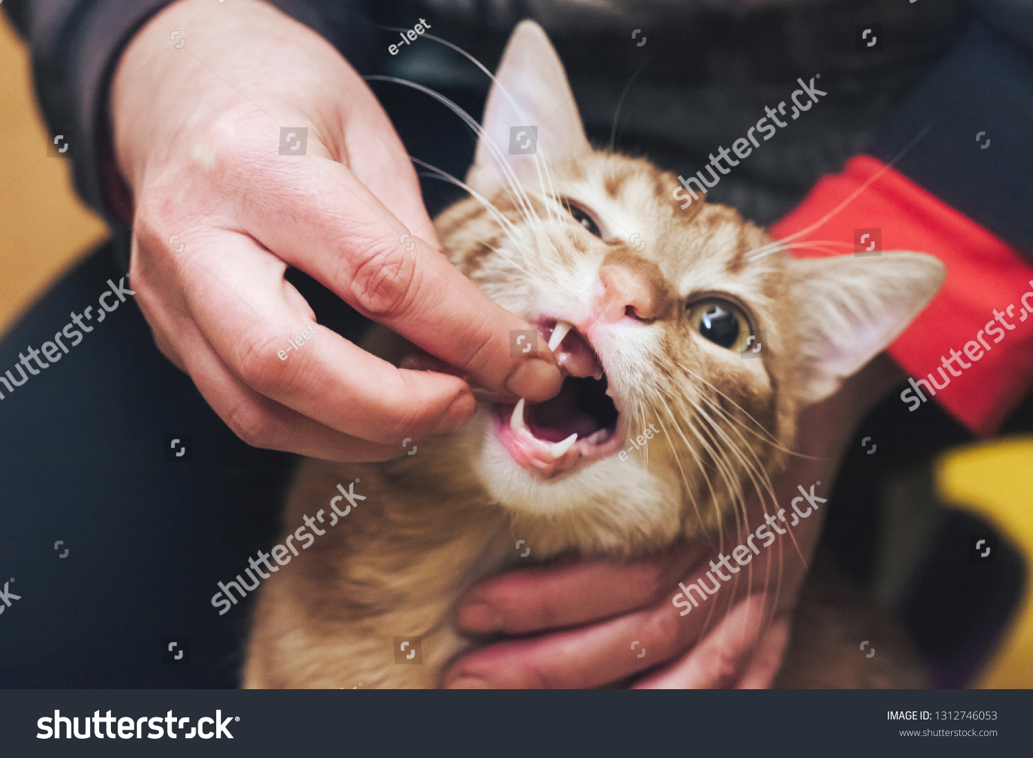 cat does not want to eat