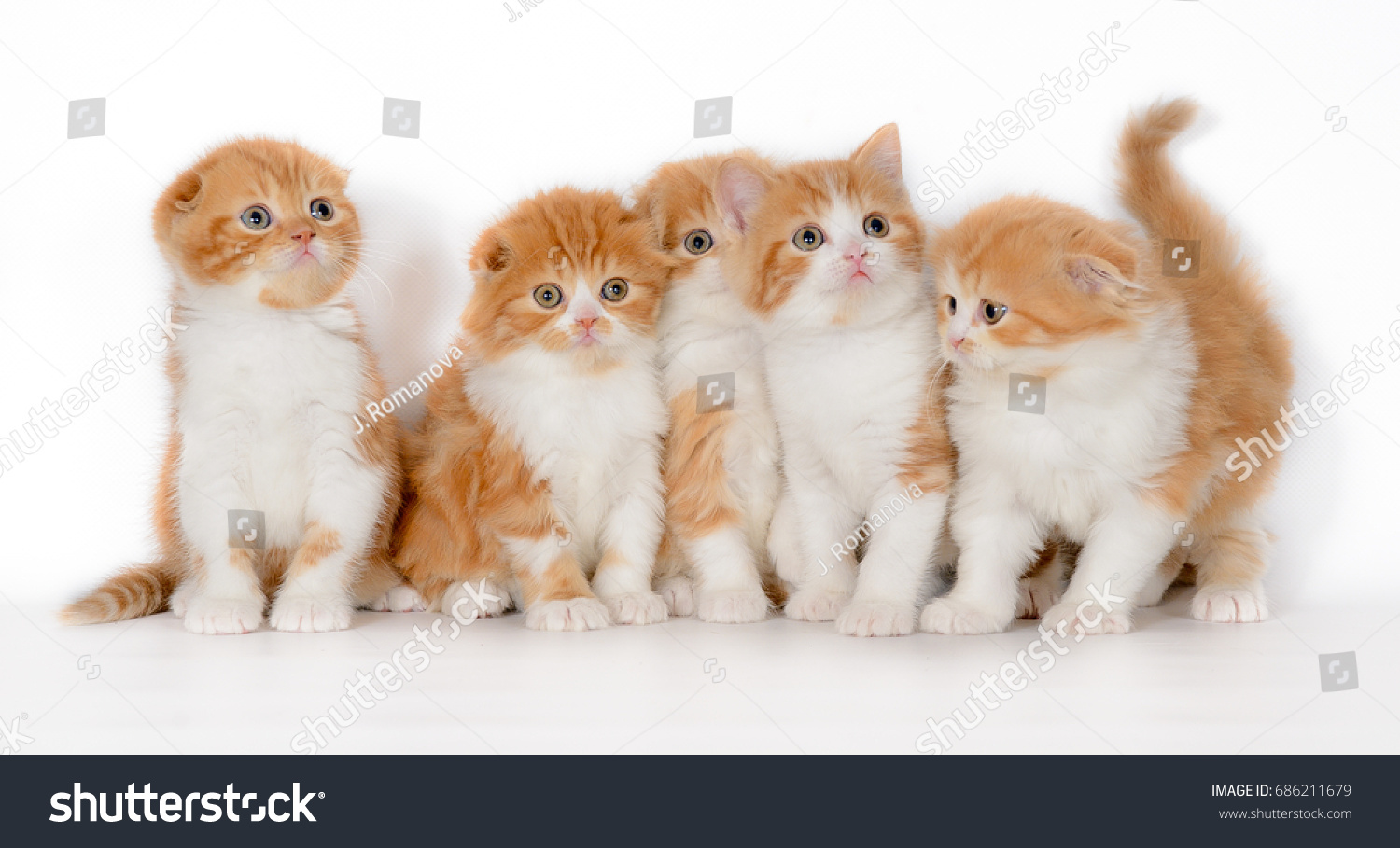 Ginger Redhead White Kittens Sit Row Stock Photo Edit Now 686211679