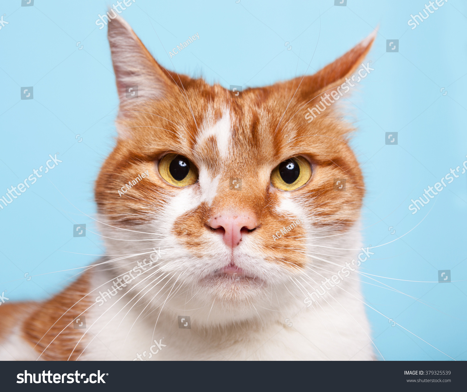 Ginger Tabby Cat On Blue Background Stock Photo Edit Now