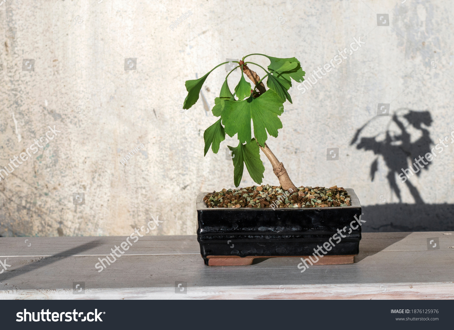 352 Ginkgo bonsai Images, Stock Photos & Vectors | Shutterstock