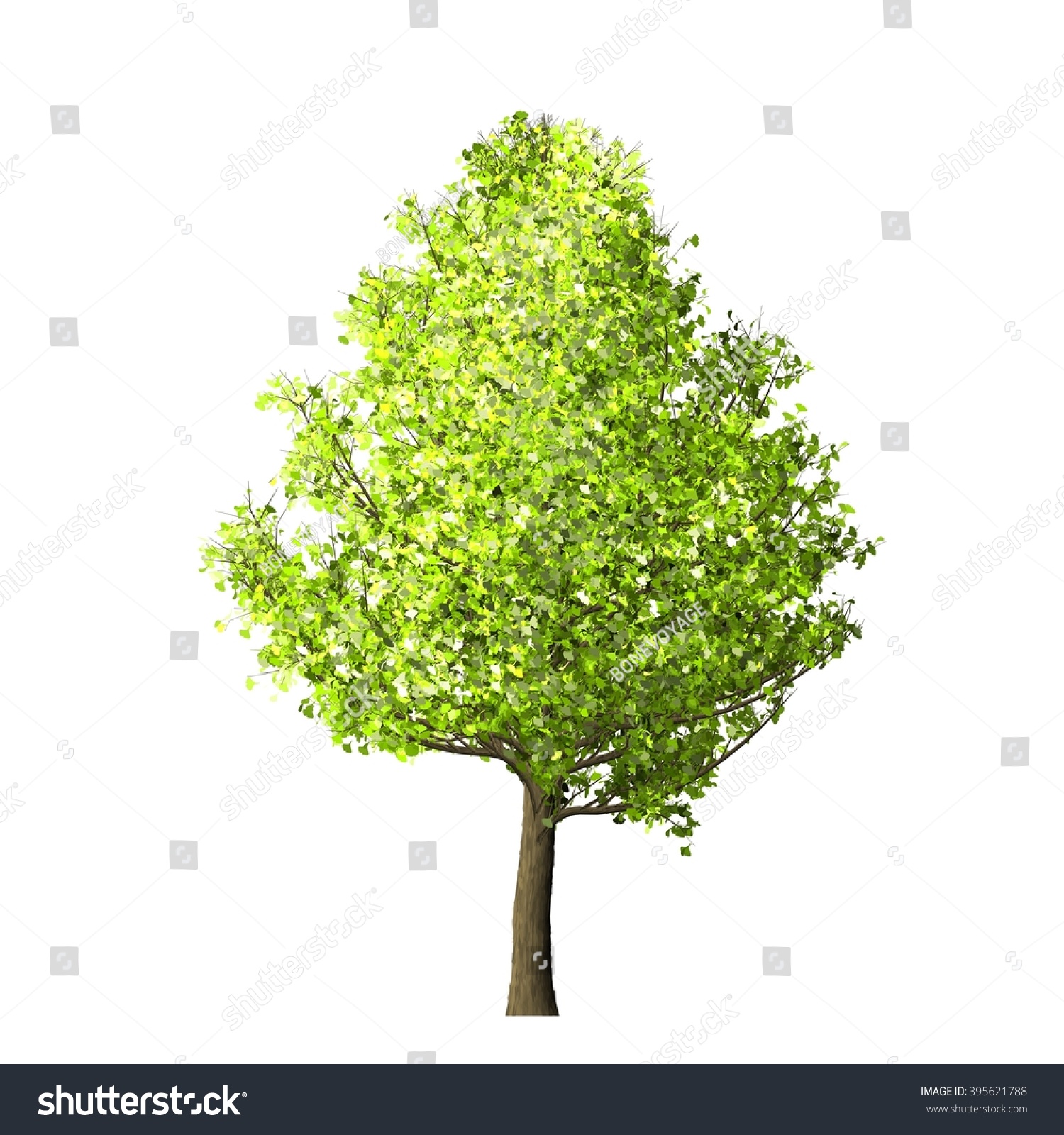 Ginkgo Tree Isolated On White Background Stock Illustration 395621788