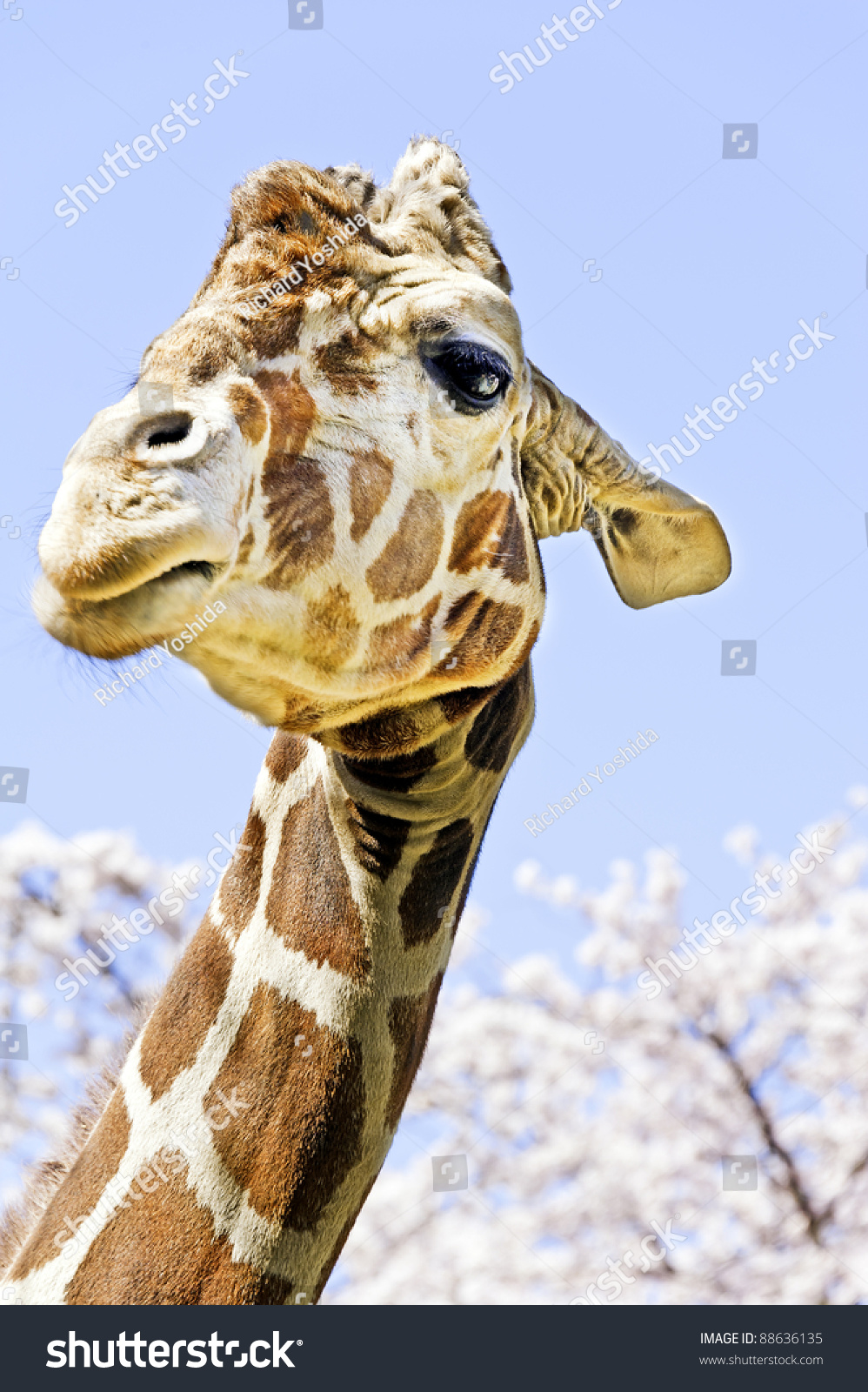 Giraffe Japanese Cherry Stock Photo Edit Now