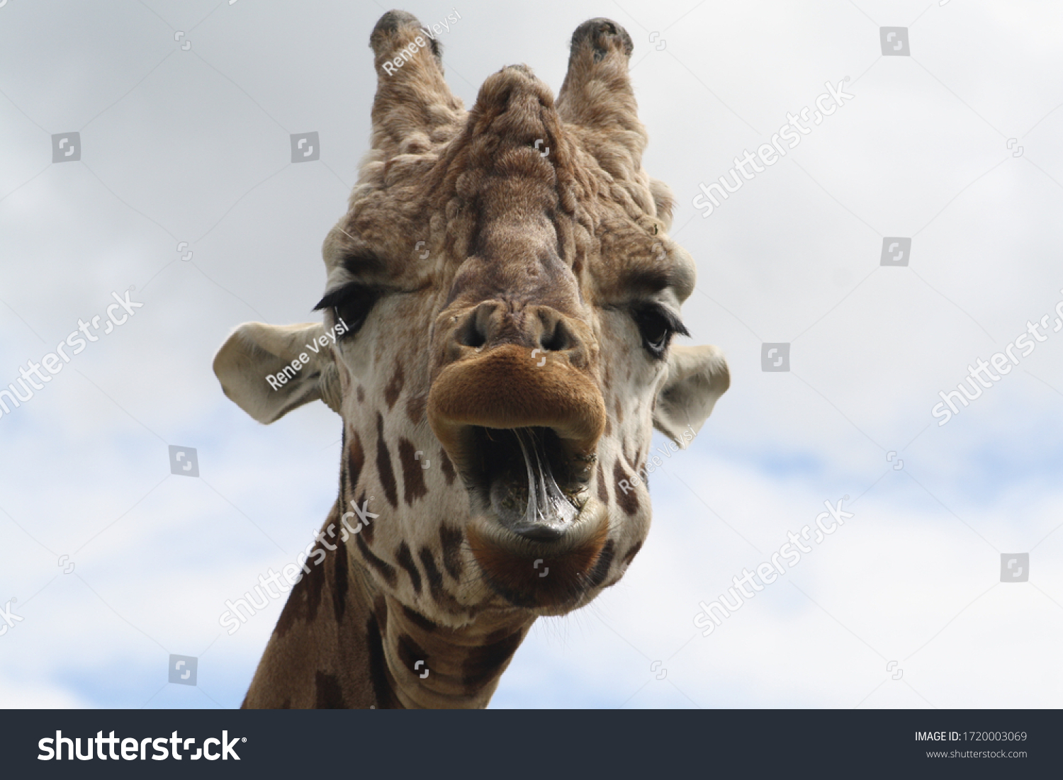 18,207 Giraffe mouth Images, Stock Photos & Vectors | Shutterstock