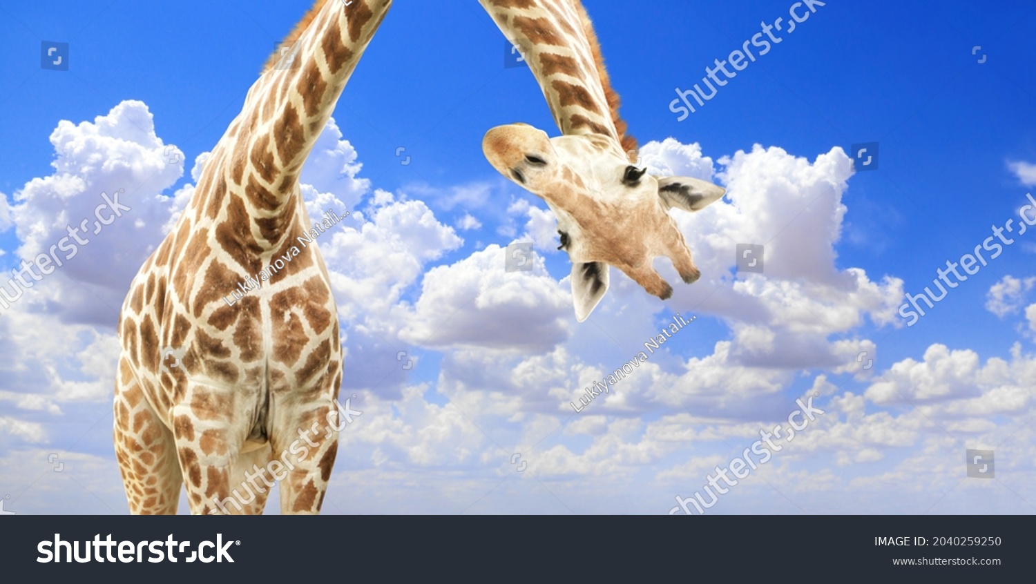 Giraffe Face Head Hanging Upside Down Foto stock 2040259250 Shutterstock