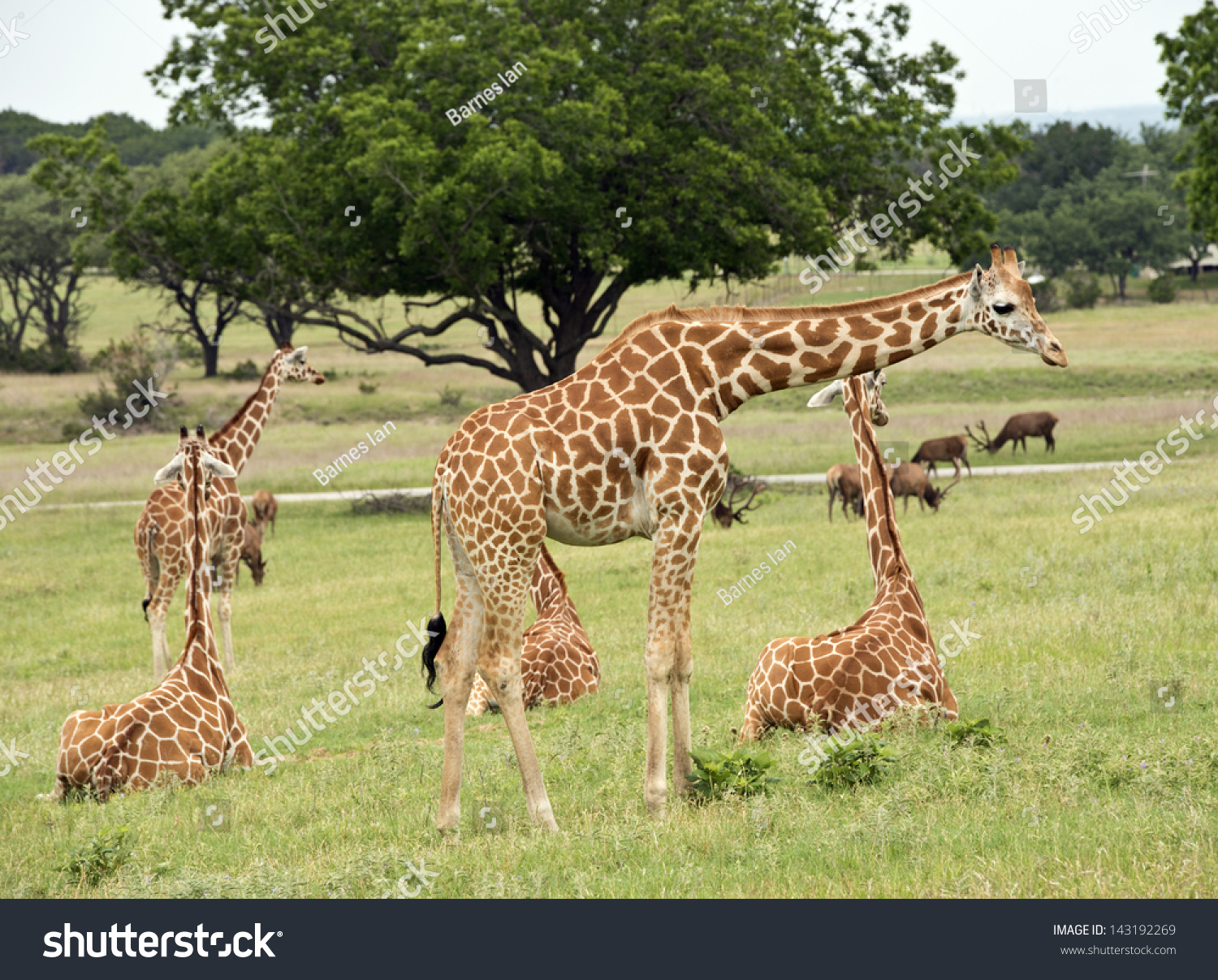 Giraffe Group Fossil Rim Wildlife Center Stock Photo Edit Now