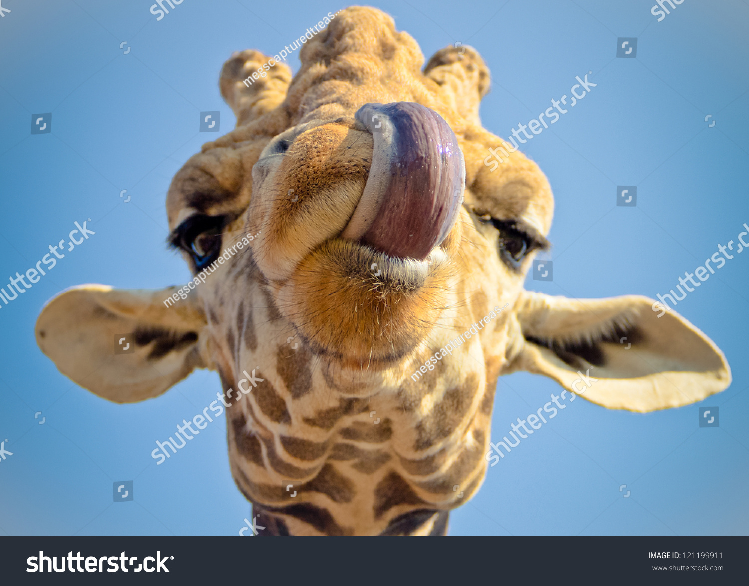 Giraffe Head Funny Tongue Stock Photo 121199911 - Shutterstock