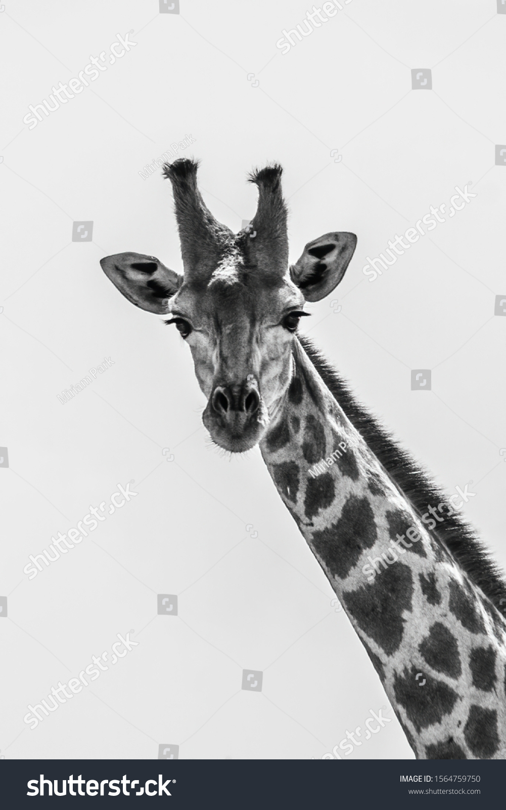 Giraffe Black White Long Neck Face Stock Photo (Edit Now) 1564759750